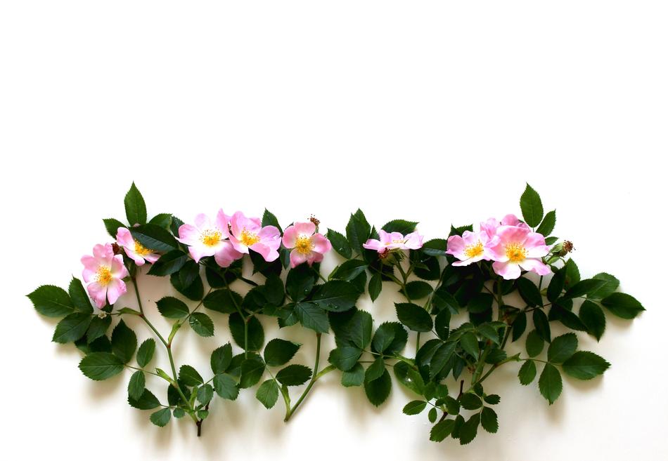 Roses Blossom Bloom