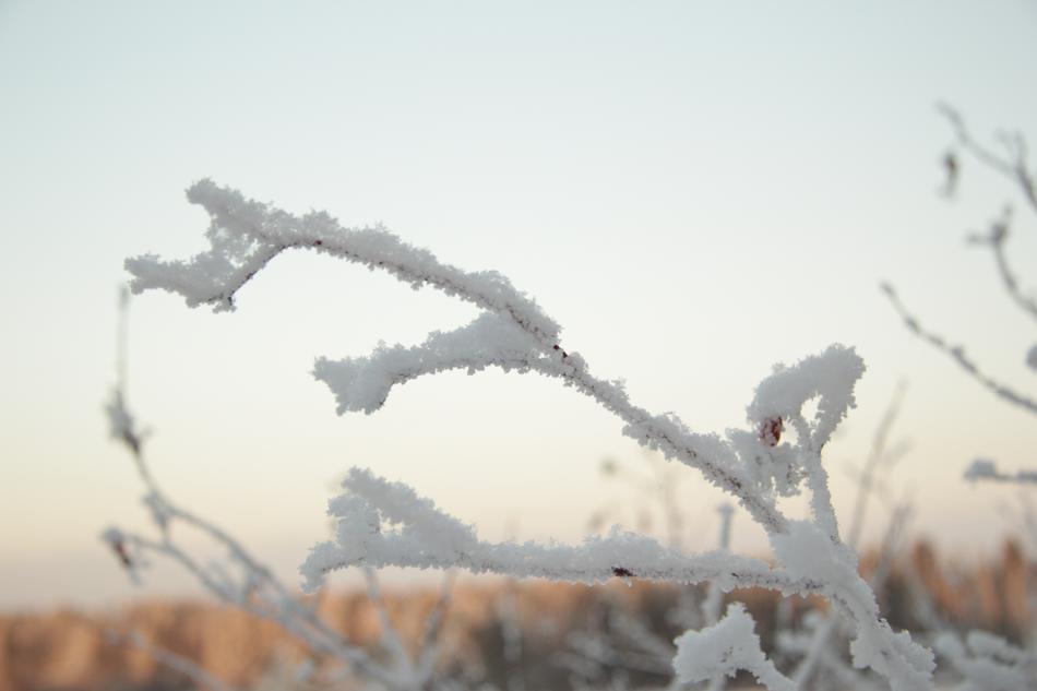 Winter Nature Snow