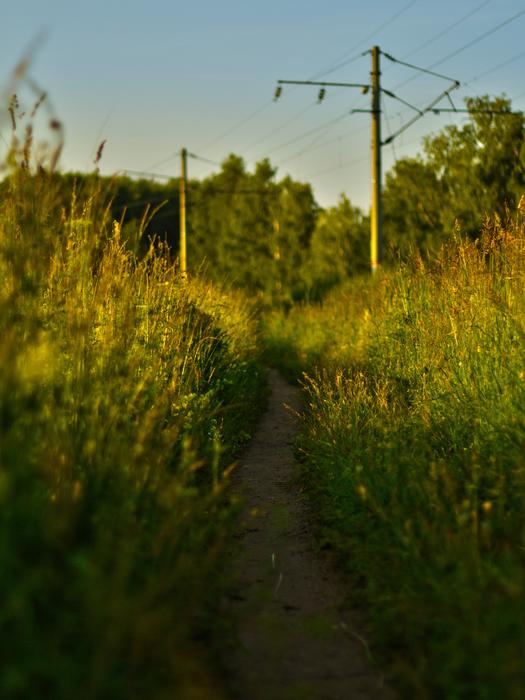 Grass Outdoors Nature No