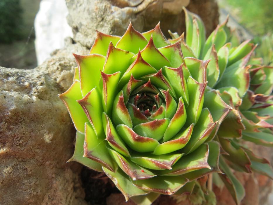 Flower Stone Summer