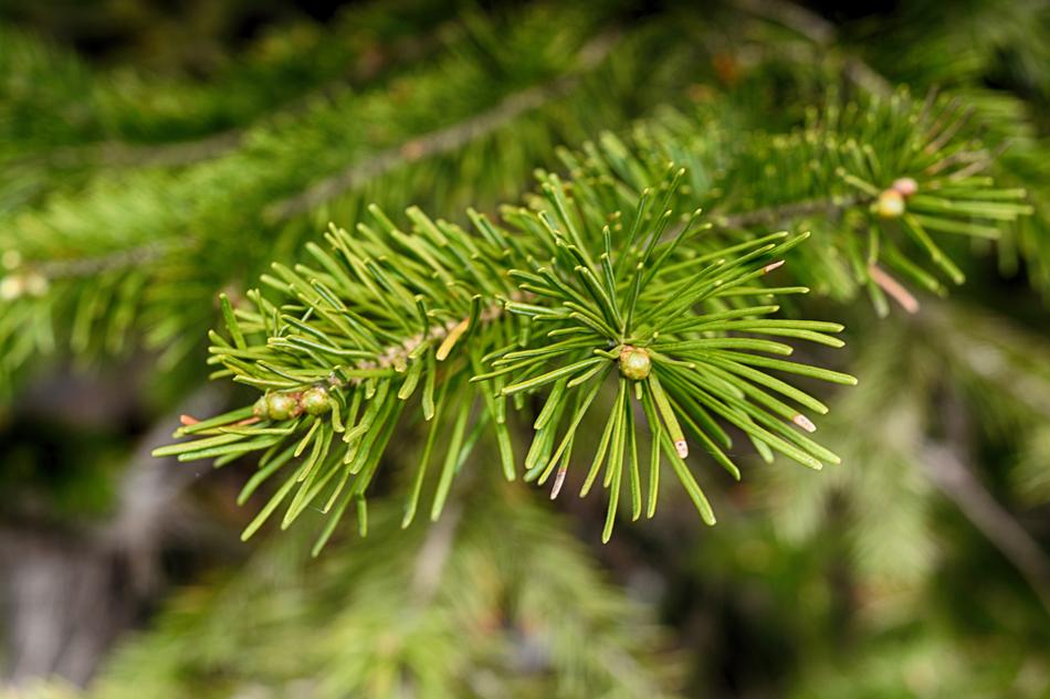 Tree Coniferous Needle