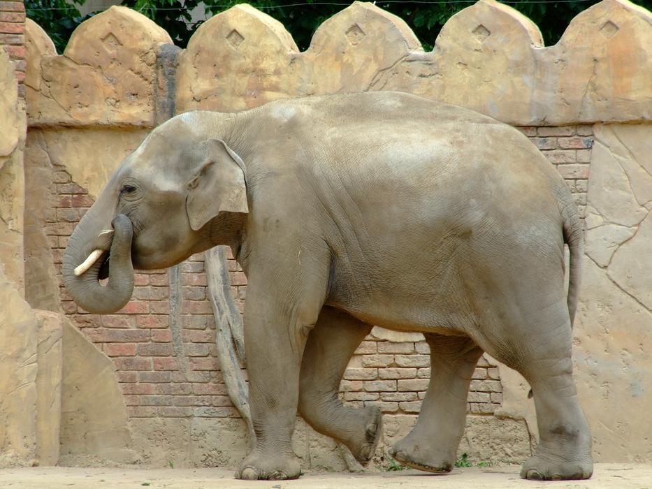 Elephant Nature