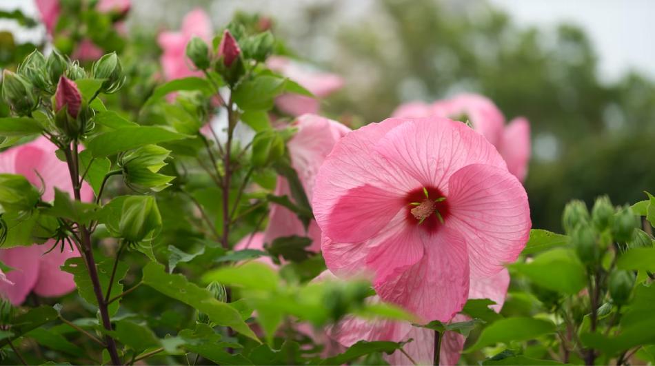 Flower Flora Nature