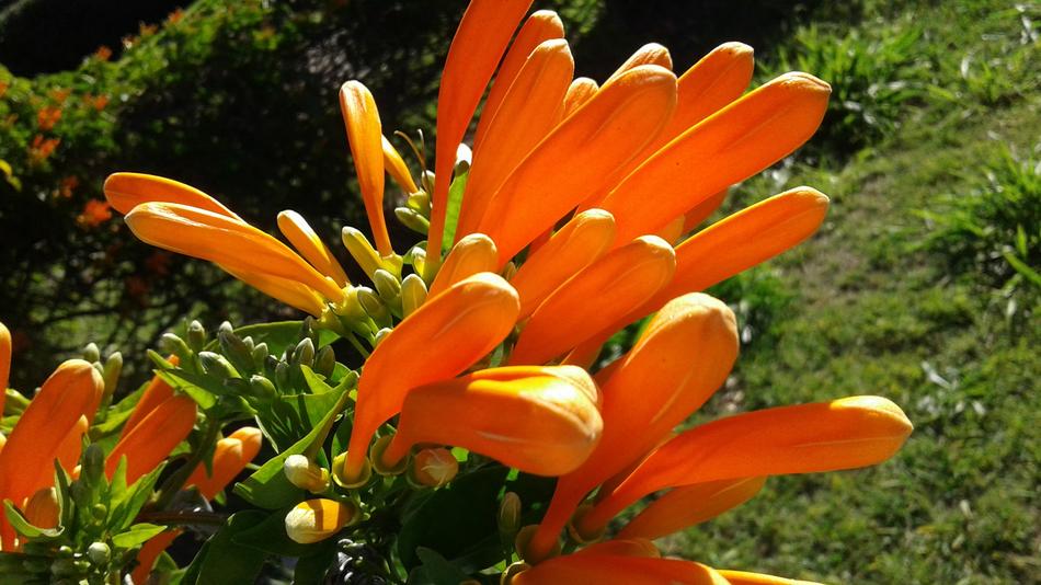 Nature Summer Garden