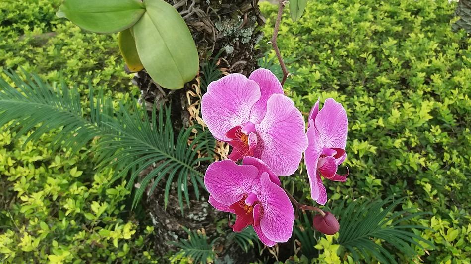 Plant Nature Flower