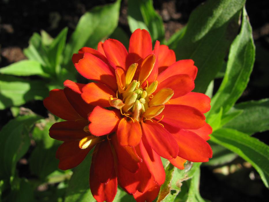 Nature Flower Plant