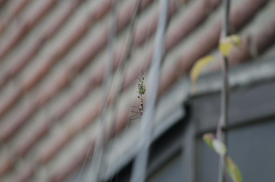 Spider Insects Tiger