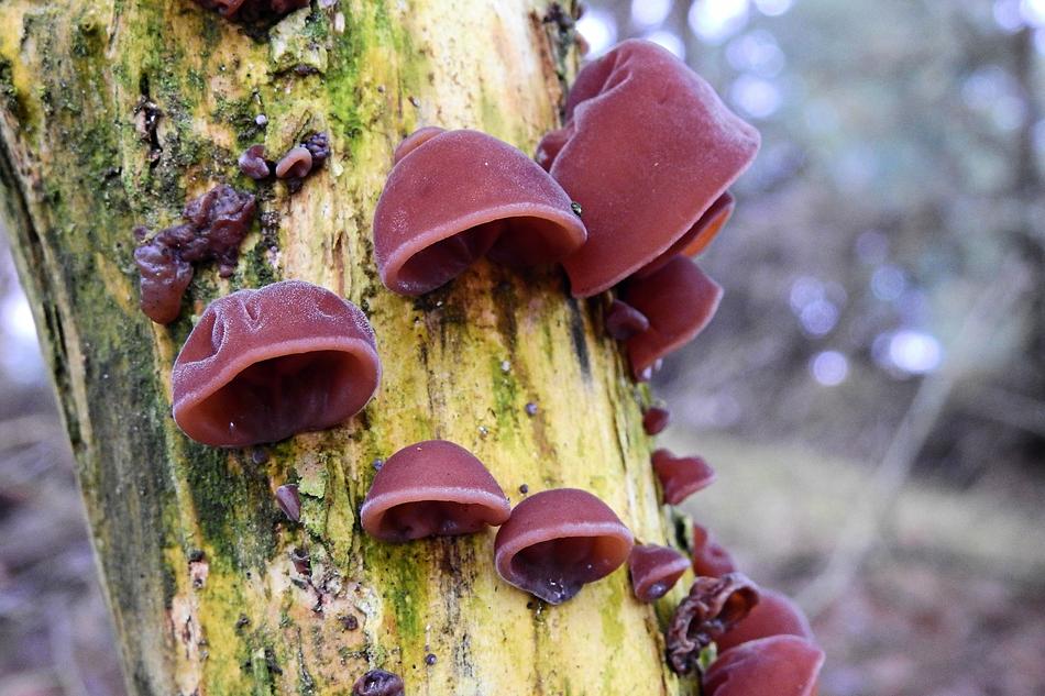 Nature Mushrooms Tree