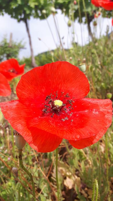 Poppy Red Flowers Nature