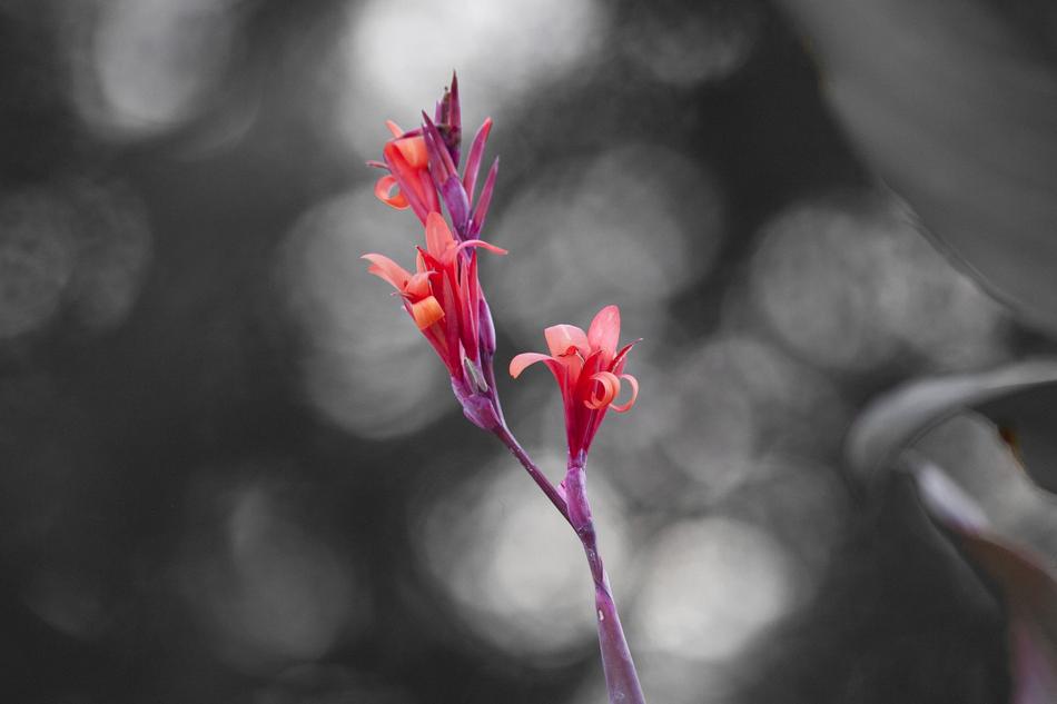 Flower Bokeh Nature