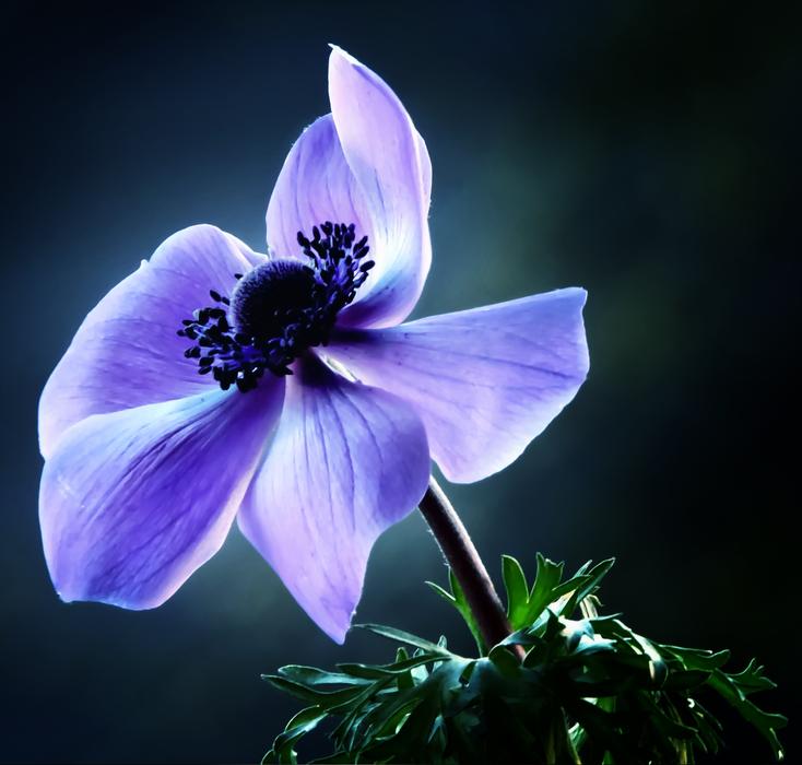 Flowers Spring Nature