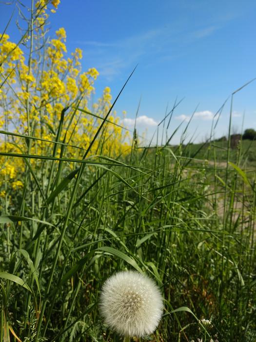 Dandelion Rape Grass