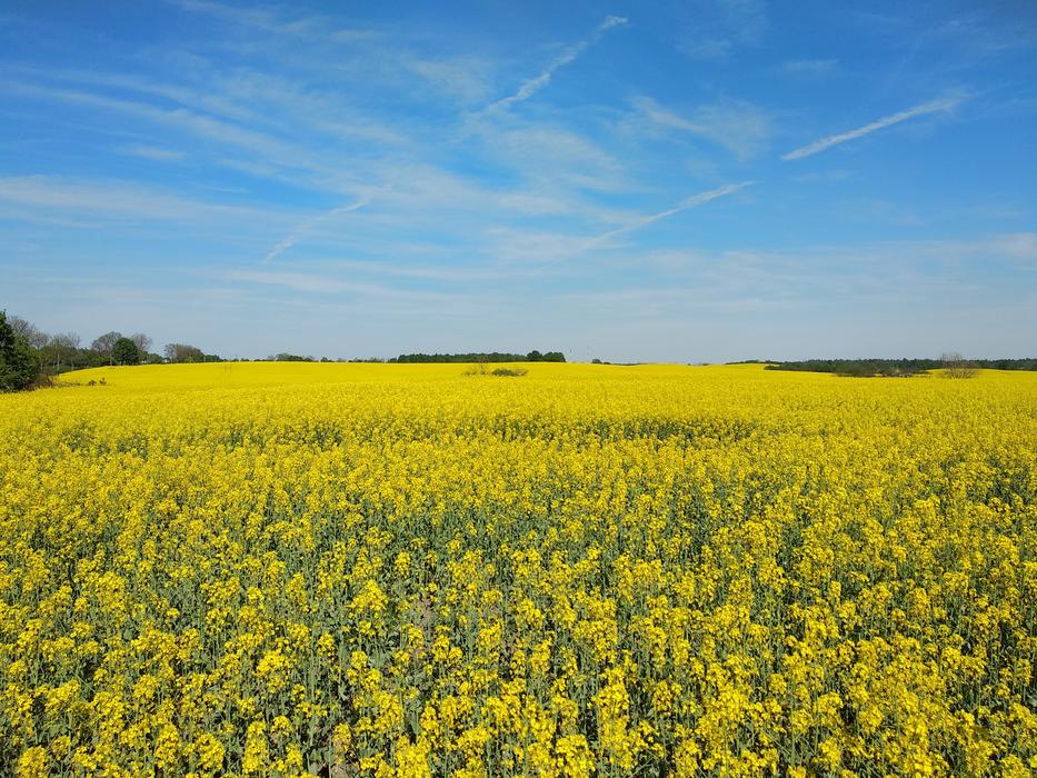 yellow flowers in the field in the sunshine