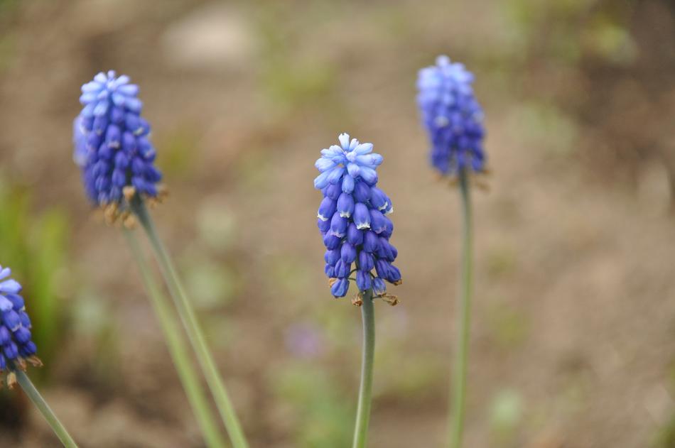 Flowers Blue Flower