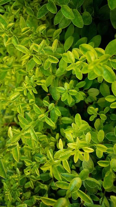 Plant Garden Leaves Vegetation