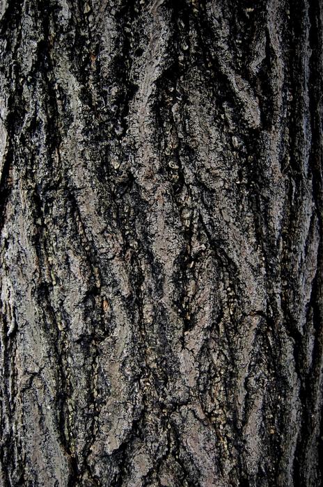 Background Bark Wood