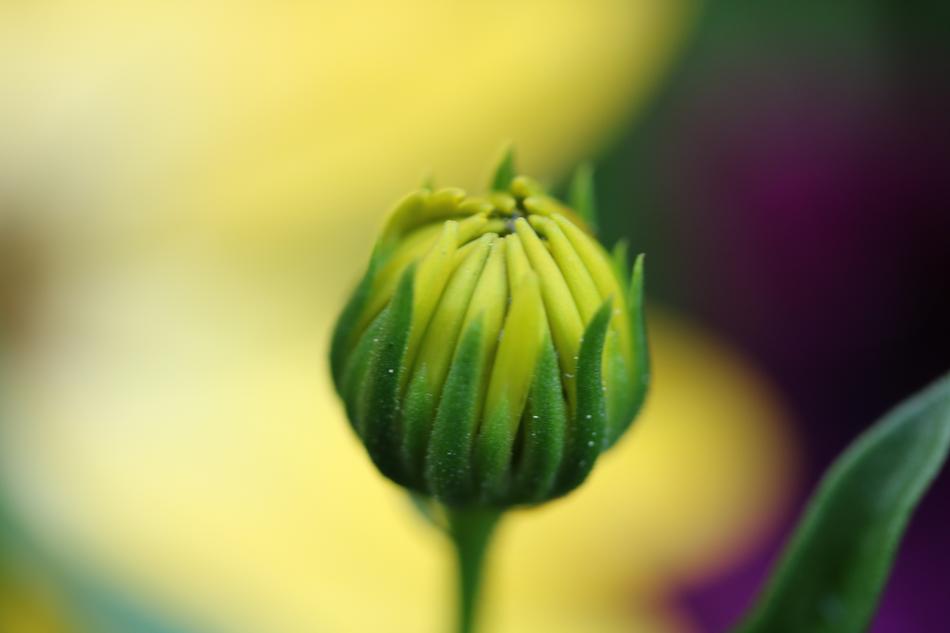 Bud Flower Macro