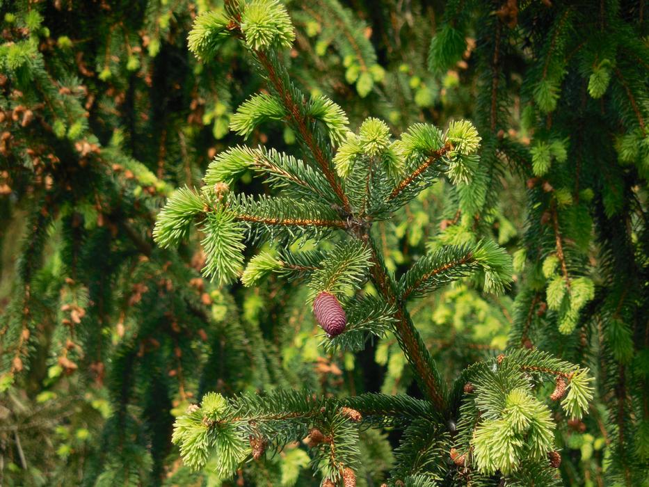 Tree Branch Cone