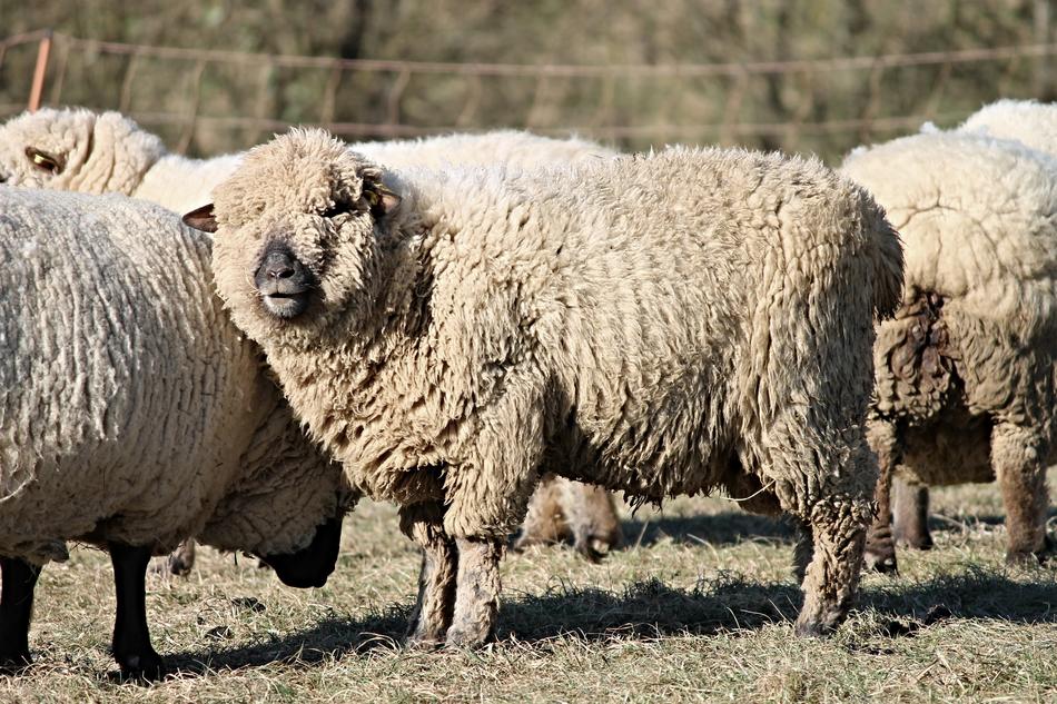 Sheep Wool