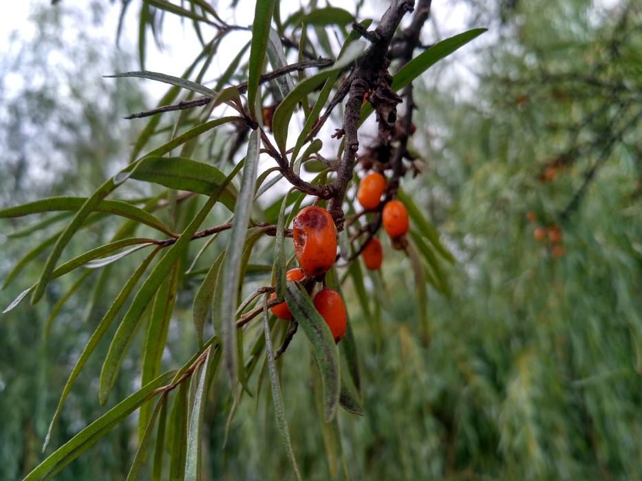 Nature Fruit Living