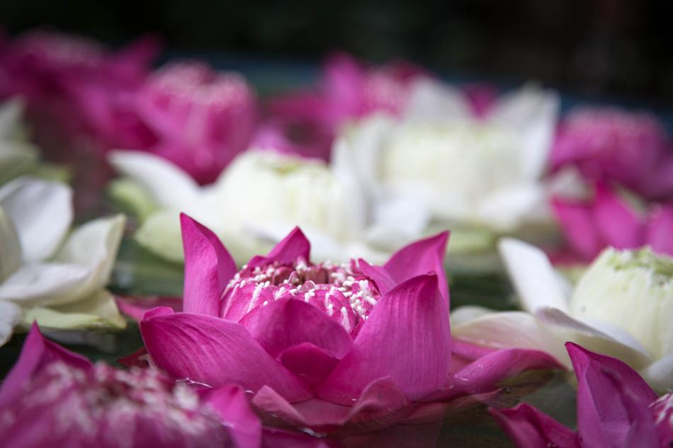 Flower Nature Plant