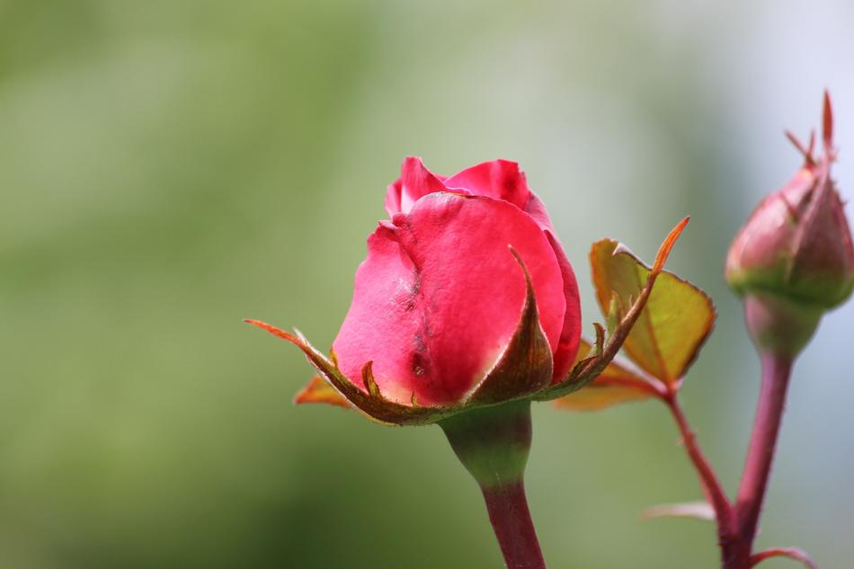 Nature Flower Leaf