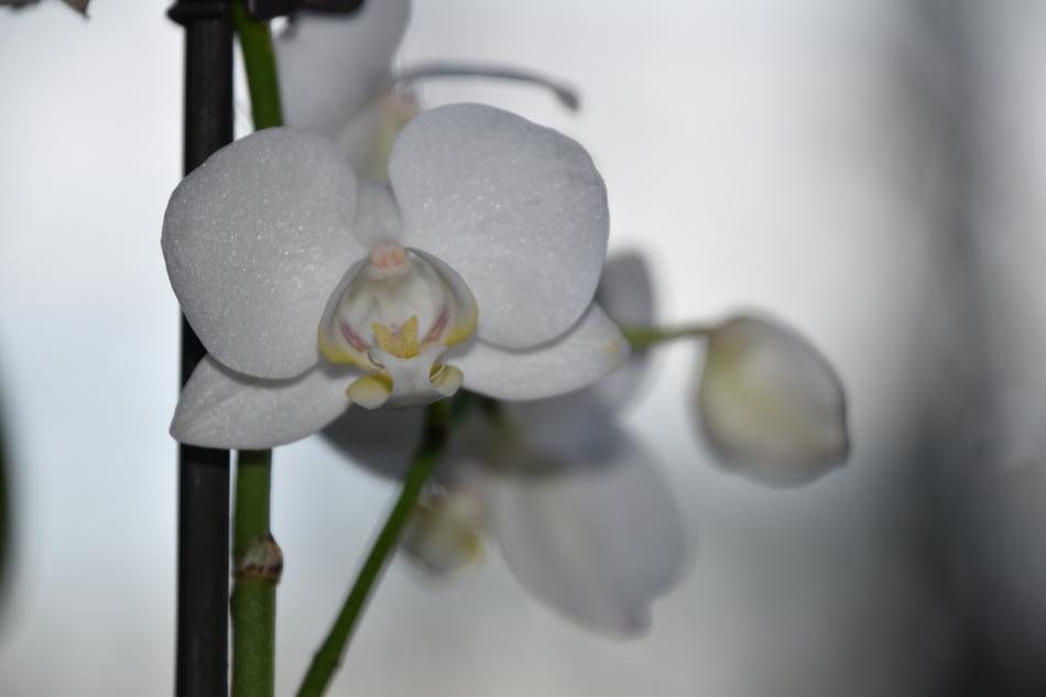 Flower Nature Plant