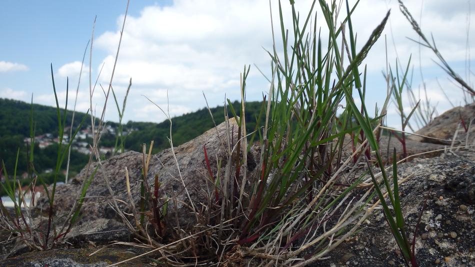 Grass Stone Nature