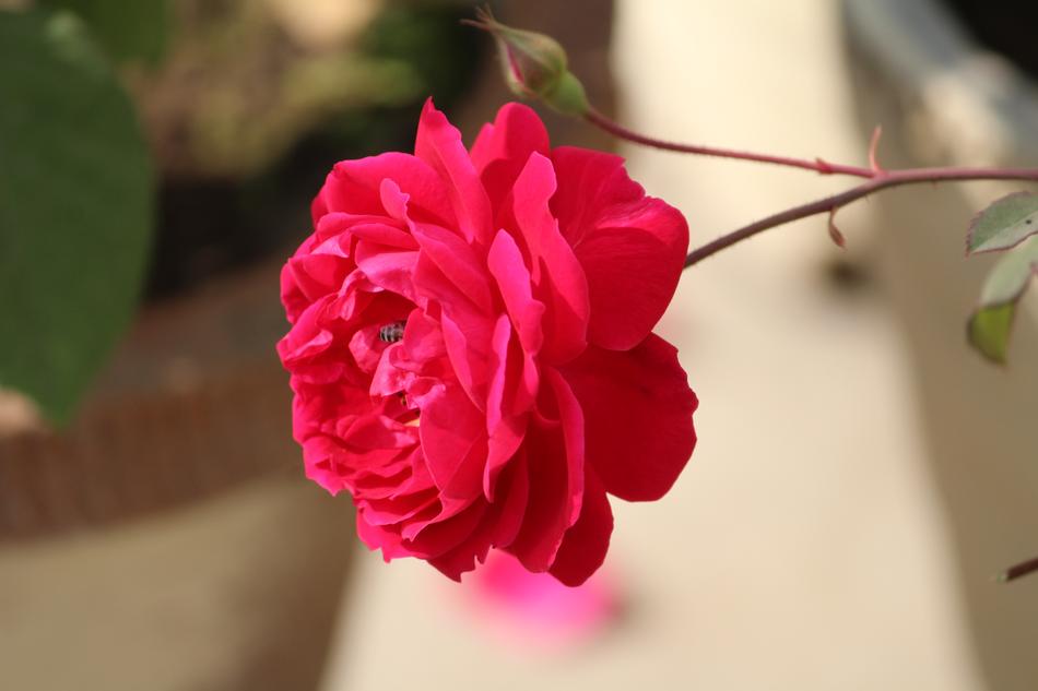 Rose Rosa Flower