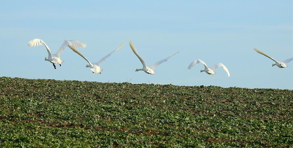 Birds Nature Sky