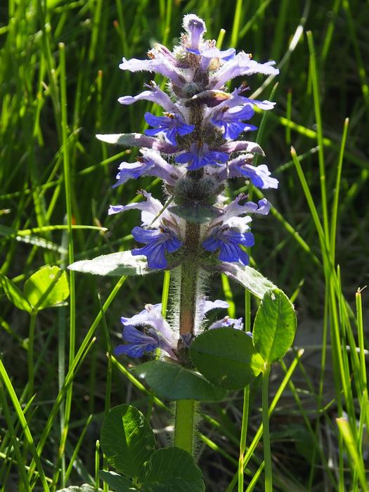 Meadow Flower Blue