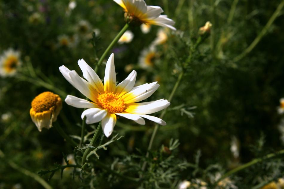 Nature Plant Summer