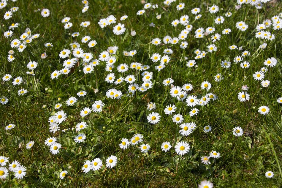 Flower Garden Close