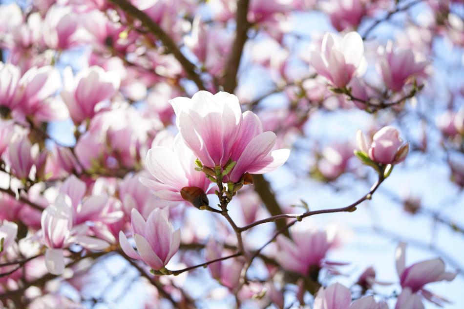 Tulip Magnolia