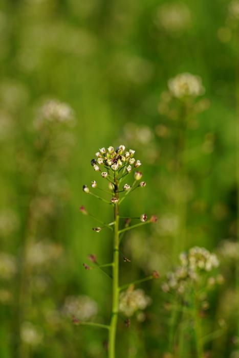 Ordinary ShepherS Purse Plant
