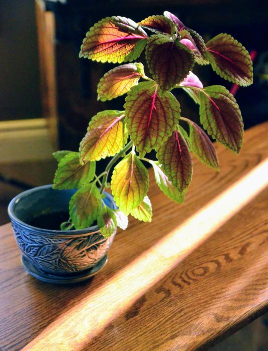 Leaf No Person Nature