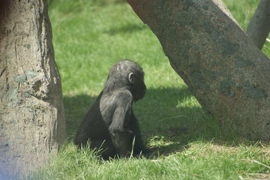 Gorilla Zoo Nature
