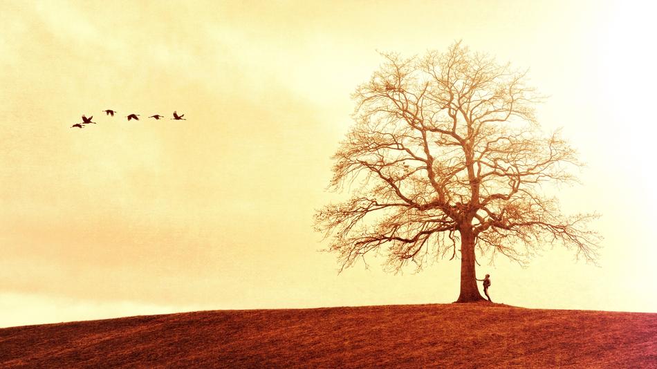 Tree Landscape Nature