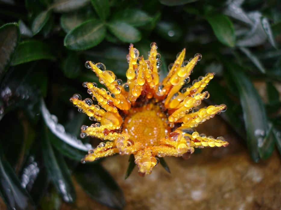 Leaf Plant Nature