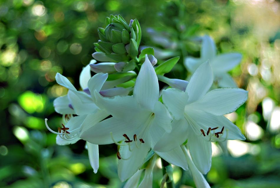 Nature Plant Hosta Leaf