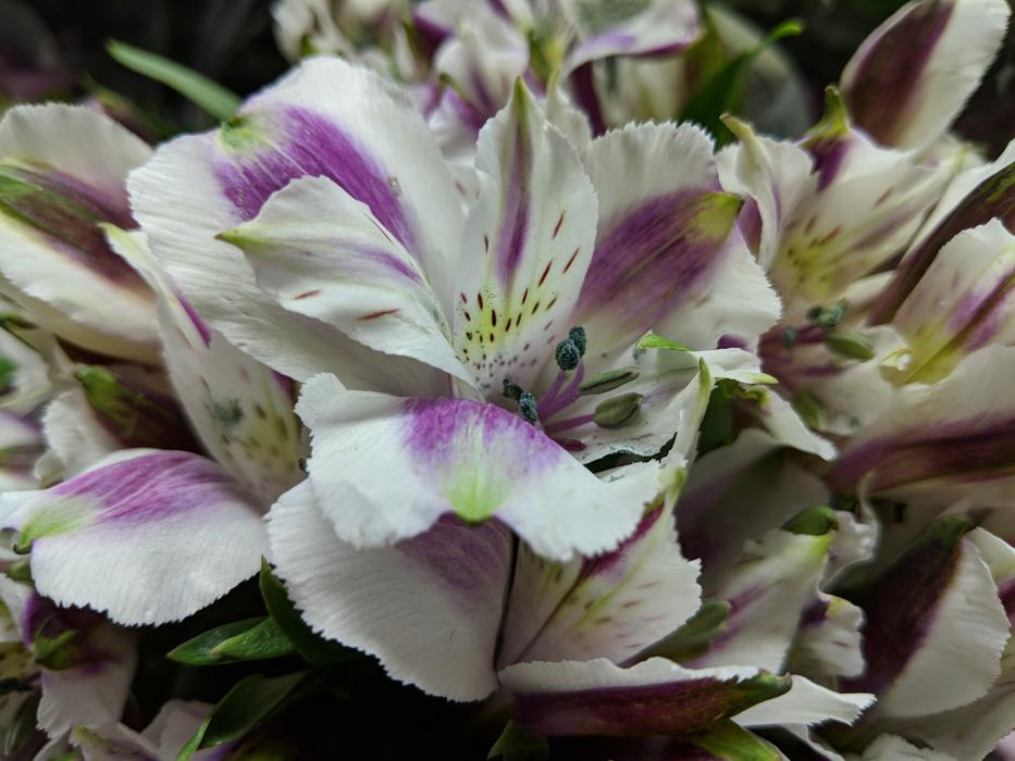 Flower Flora Nature