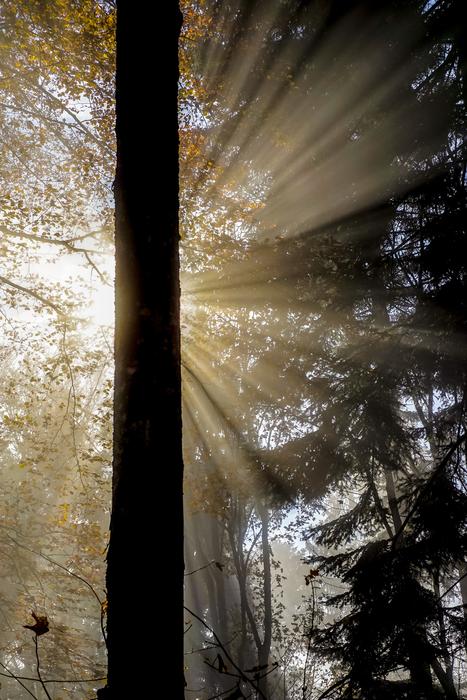 Nature Backlighting Log