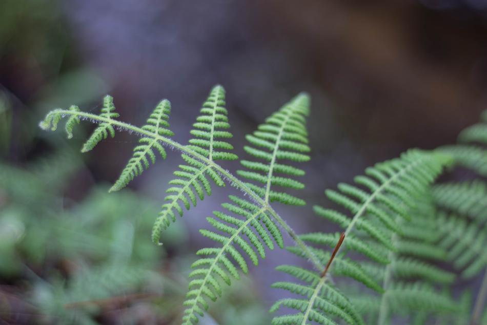Tree Nature Plant