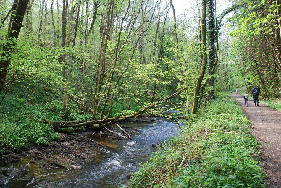 Woodland Trees Walk