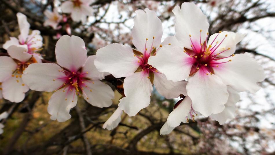 Flower Plant Nature