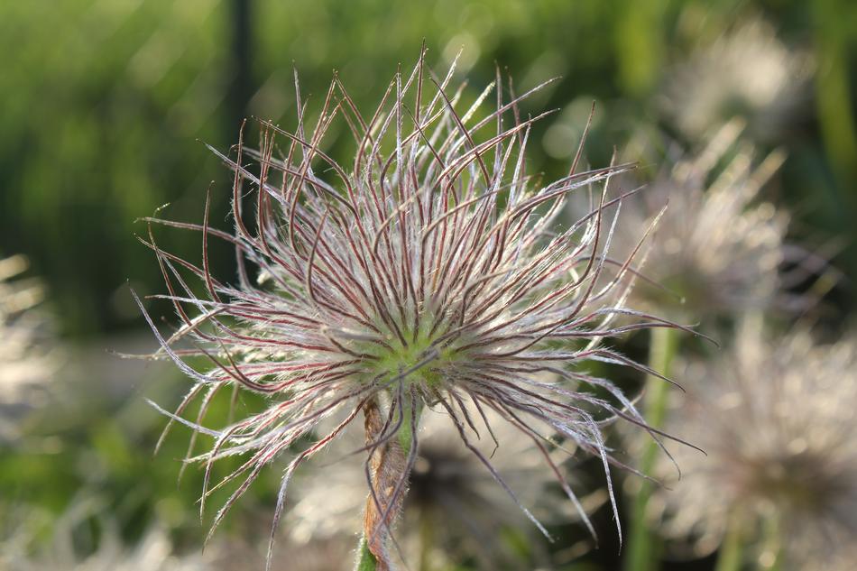 Nature Plant Flower