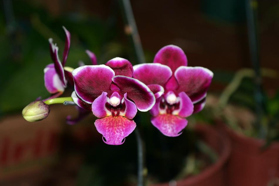 Nature Flower Plant