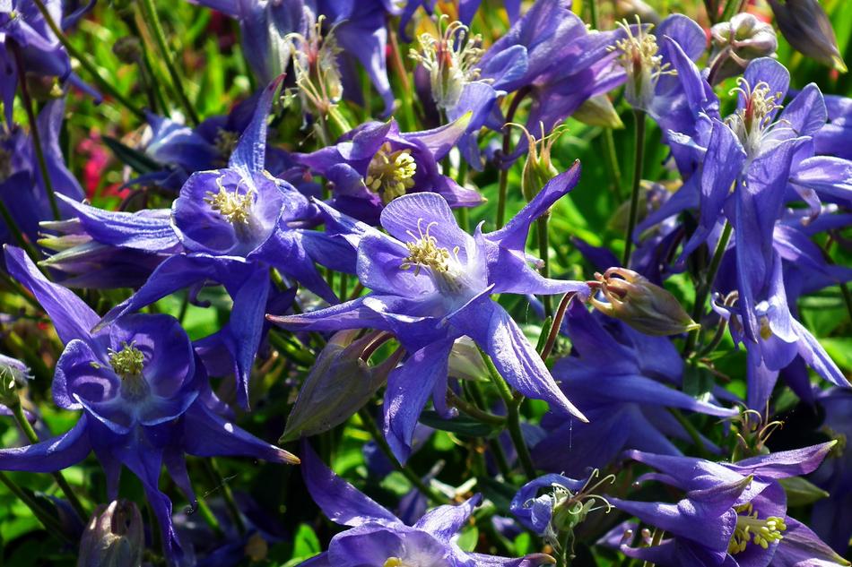 Flowers Blue Nature