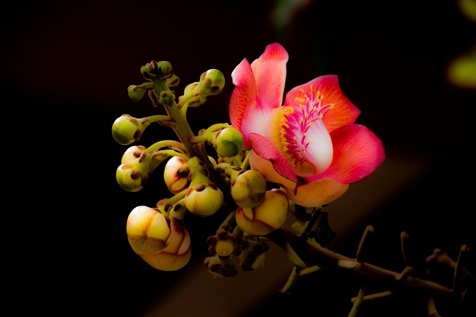 Flower Couroupita Guianensis