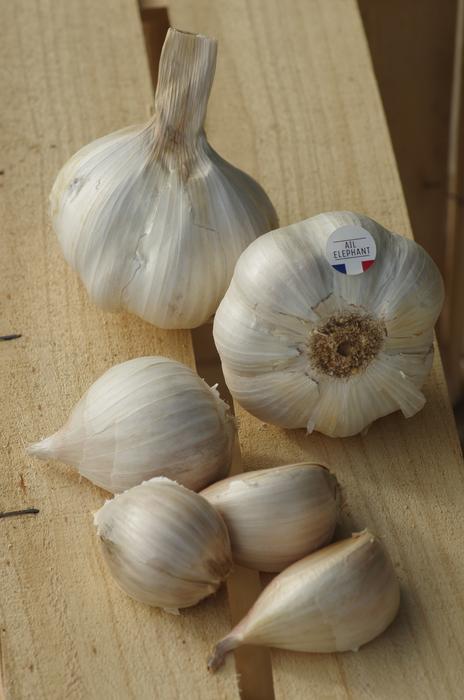 Juicy delicious garlic
